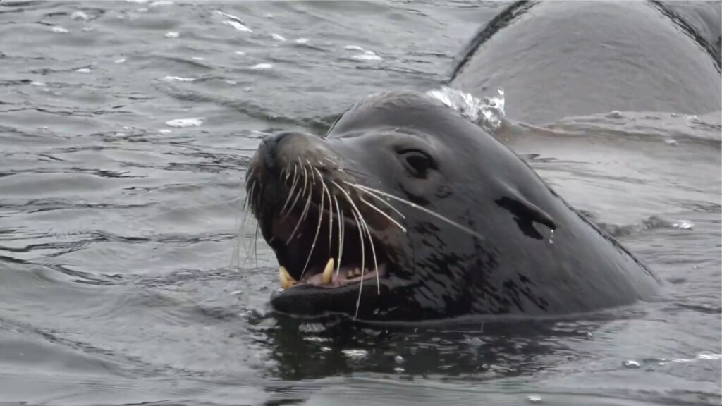 Male California sea lion at the surface