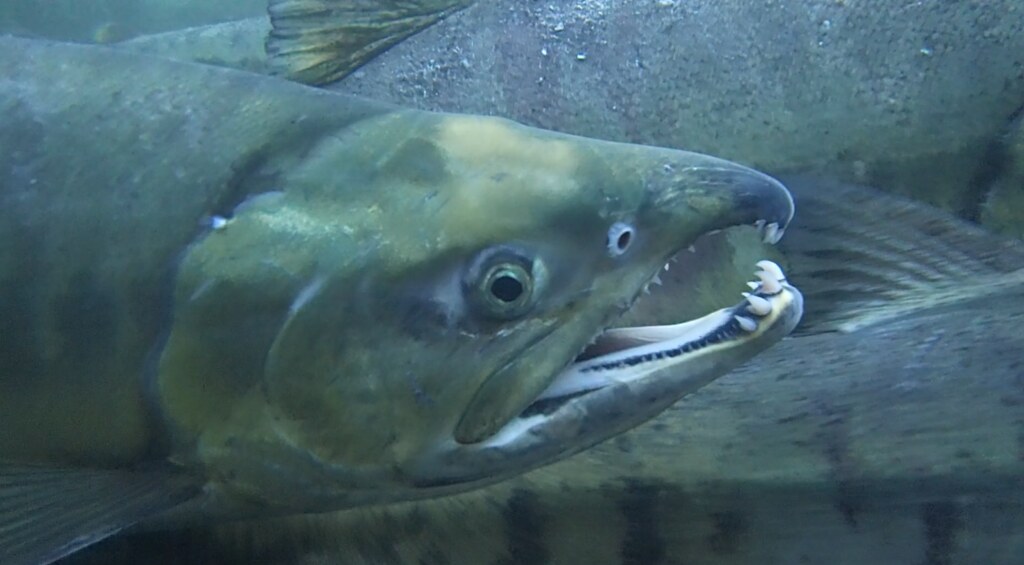 Pacific Salmon and their Circle of Life