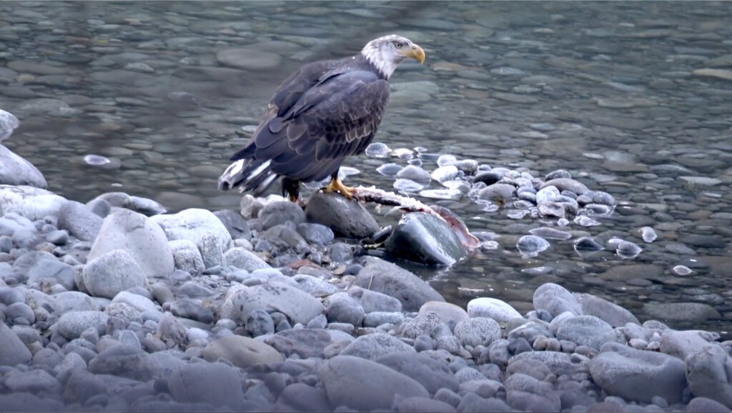 Bald eagle eating salmon carcass