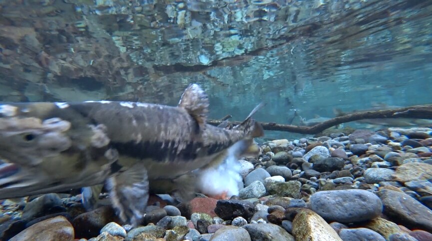 Female chum salmon dropping eggs