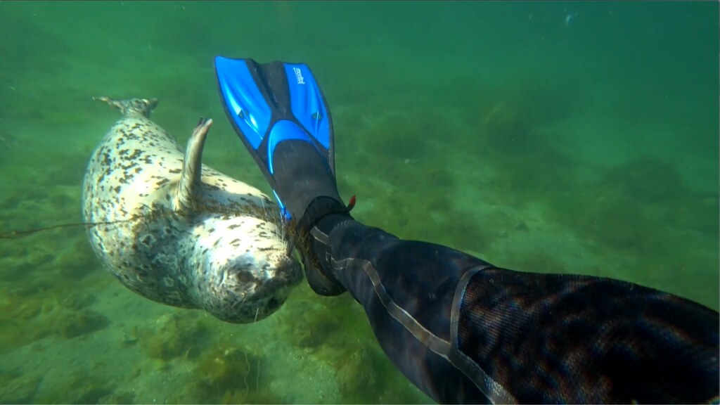 Seal approaches snorkeler's fin