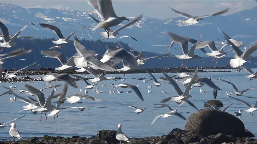 Sea gulls wheeling overhead