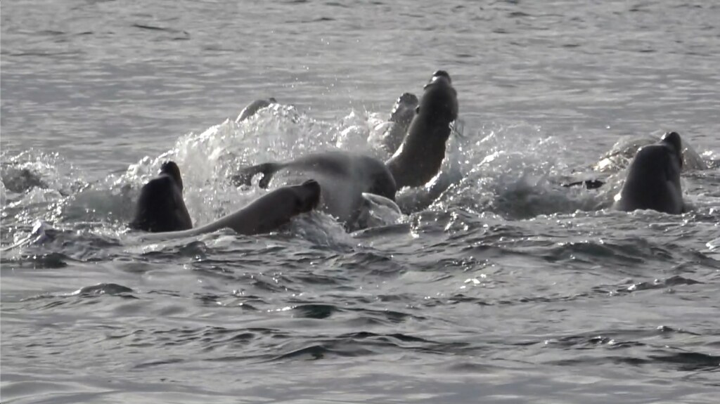 Sea Lions playing