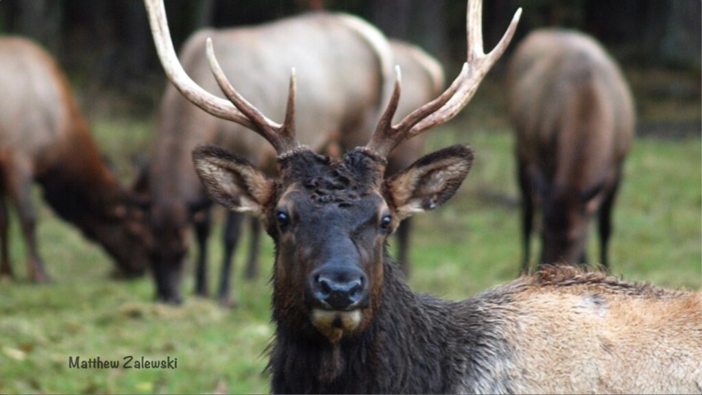 Elk standing at attention McNab Creek