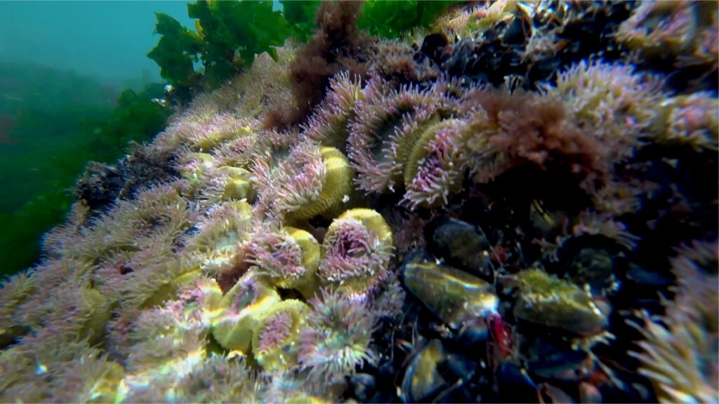 Anemones underwater