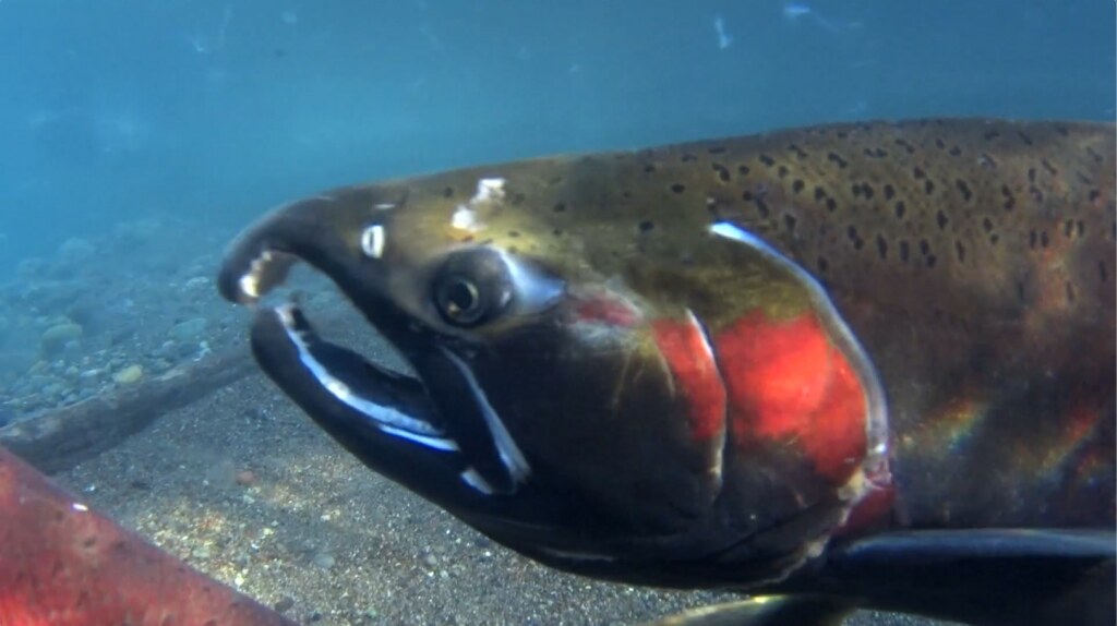 Close up of coho salmon